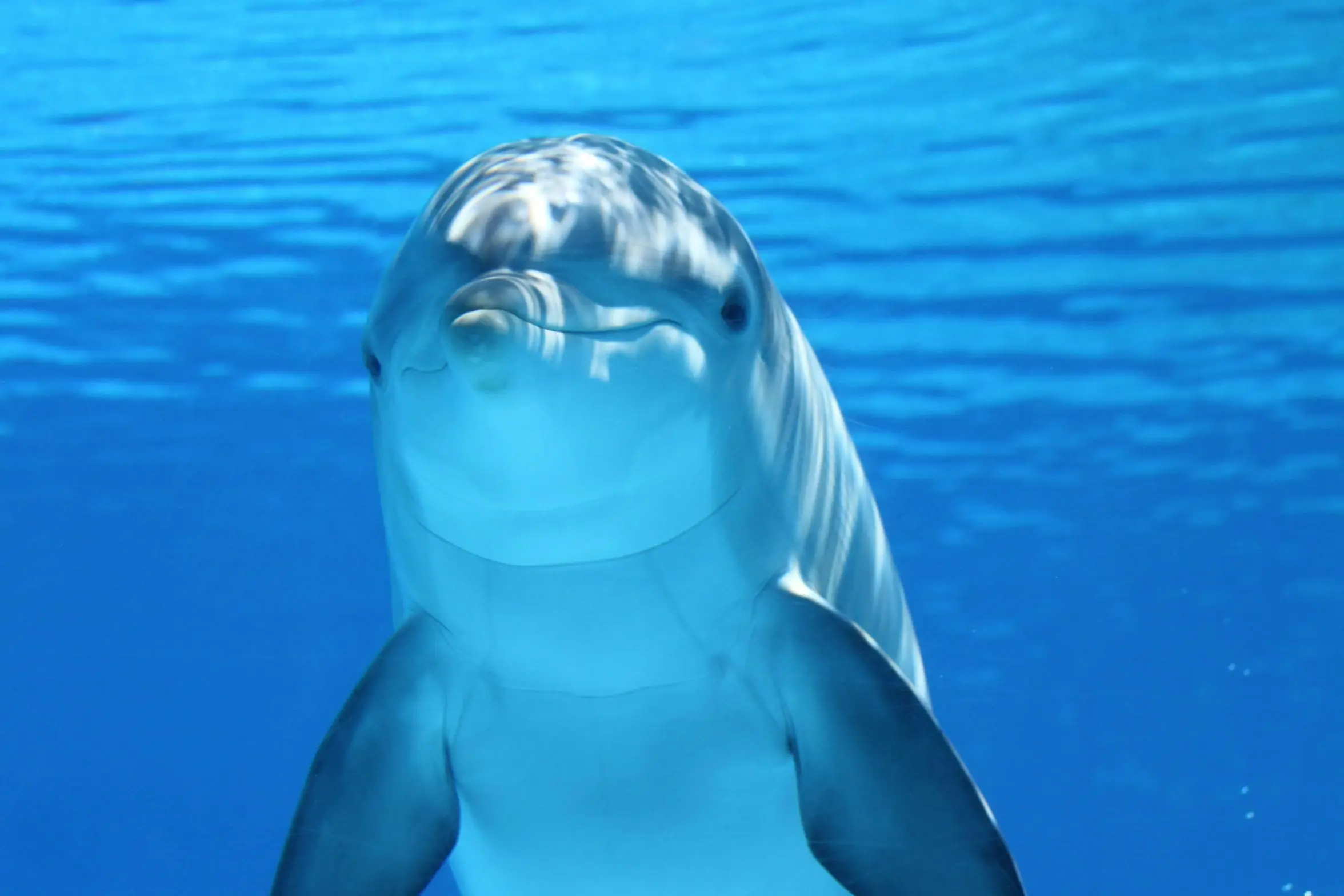 Golfinho encontrado sem cabeça em praia dos EUA; NOAA investiga caso brutal (Créditos: Reprodução)