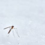 Dengue chega a quase 700 mil casos no Brasil. (Foto: Reprodução Google)