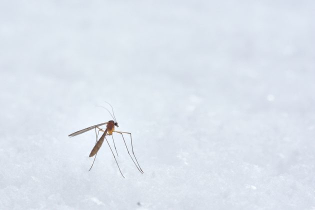 Dengue chega a quase 700 mil casos no Brasil. (Foto: Reprodução Google)