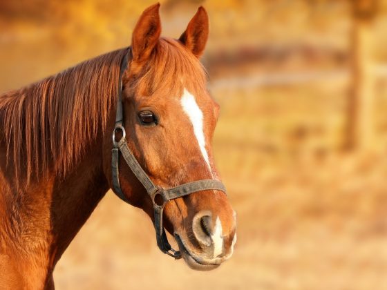 O carrapato-estrela que transmite a febre maculosa tem preferência por animais de grande porte, como bois e cavalos. (Foto: Pixabay)