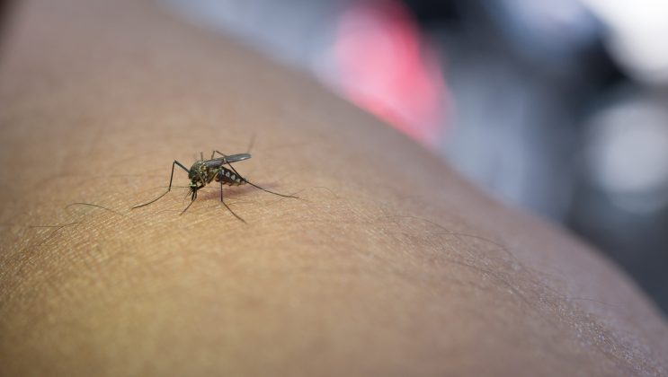 Alerta de saúde: casos de dengue aumentam após o carnaval. (Foto: Reprodução Google)