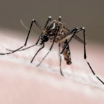 Dengue e COVID-19: Brasil enfrenta desafio de saúde pública. (Foto: Reprodução Google)