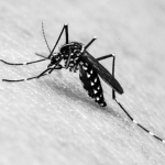Ações urgentes são necessárias: casos de dengue aumentam drasticamente pós-carnaval. (Foto: Reprodução Google)