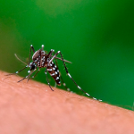 Brasil registra 28 mortes por dengue no fim de semana. (Foto: Reprodução Google)