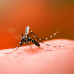 População deve estar alerta para prevenir novos casos de dengue. Faça sua parte! (Foto: Reprodução Google)