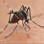 Aedes Aegypt é comum no Brasil e o clima favorece a sua proliferação. (Foto: Reprodução Google)