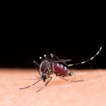 Dengue pós-folia: Minas Gerais lidera estatísticas preocupantes. (Foto: Reprodução Google)