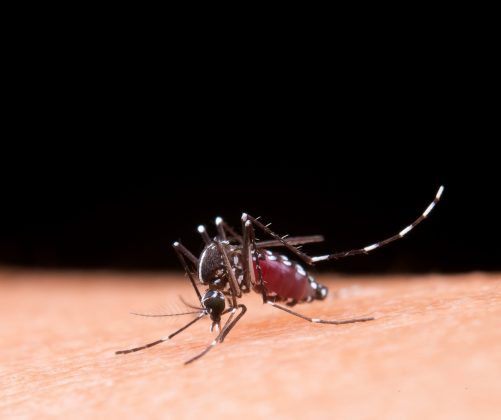 Dengue pós-folia: Minas Gerais lidera estatísticas preocupantes. (Foto: Reprodução Google)