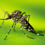Aumento significativo: casos de dengue triplicam em relação ao ano anterior. (Foto: Reprodução Google)
