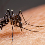 Dengue: Brasil passa de 1.500 mortes e registra quase 200 mil casos em um dia. (Foto: Reprodução Google)