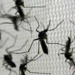 Rio faz nova soltura de mosquitos usados no combate à dengue. (Foto: Reprodução Google)