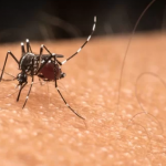 Pós-carnaval: Brasil enfrenta aumento de casos de dengue. A prevenção é a melhor arma! (Foto: Reprodução Google)