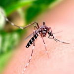 Nova atualização sobre os casos de dengue no Brasil. (Foto: Reprodução Google)