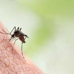 O vírus da dengue é transmitido pela picada da fêmea do Aedes aegypti. (Fonte: Pexels)