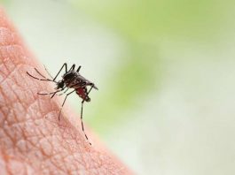 O vírus da dengue é transmitido pela picada da fêmea do Aedes aegypti. (Fonte: Pexels)