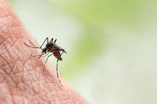 O vírus da dengue é transmitido pela picada da fêmea do Aedes aegypti. (Fonte: Pexels)