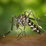 Aedes aegypti. (Fonte: Pexels)