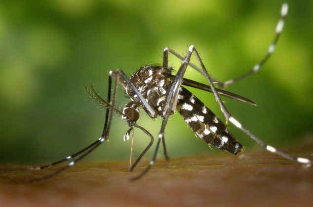 Aedes aegypti. (Fonte: Pexels)
