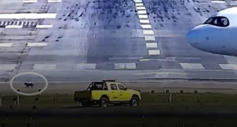 Cachorro invade pista e paralisa decolagens no aeroporto de Guarulhos. (Foto: Reprodução/Golf Oscar Romeo via Aeroin)