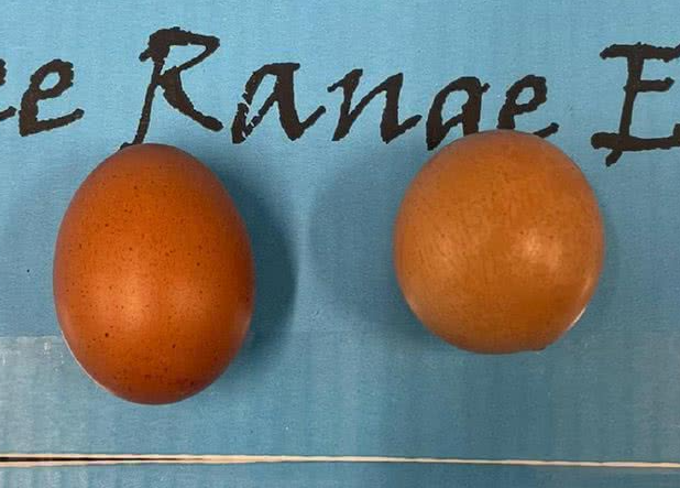 Raridade na natureza: ovo perfeitamente esférico surpreende especialistas e vira destaque em leilão britânico. (Créditos: Reprodução) Raridade na natureza: ovo perfeitamente esférico surpreende especialistas e vira destaque em leilão britânico. (Créditos: Reprodução)