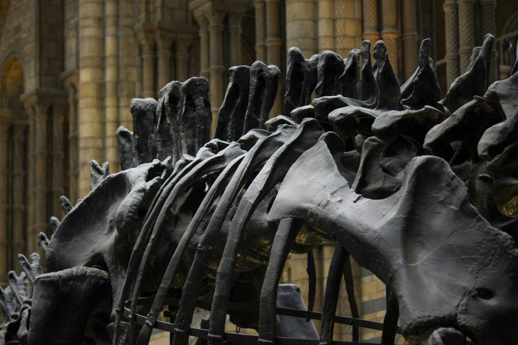 Crânio de dinossauro herrerassaurídeo com marcas de lesões cicatrizadas, evidência de confrontos entre indivíduos da mesma espécie no período Triássico. (Photo by Pixabay / Pexels) Crânio de dinossauro herrerassaurídeo com marcas de lesões cicatrizadas, evidência de confrontos entre indivíduos da mesma espécie no período Triássico. (Photo by Pixabay / Pexels)