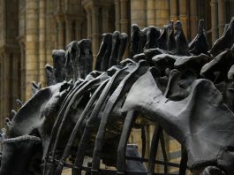Crânio de dinossauro herrerassaurídeo com marcas de lesões cicatrizadas, evidência de confrontos entre indivíduos da mesma espécie no período Triássico. (Photo by Pixabay / Pexels)
