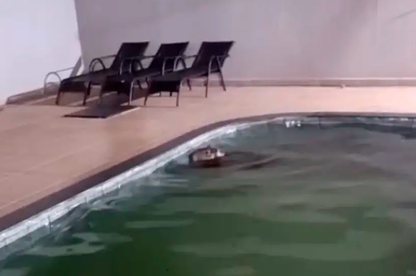 Capivara nada tranquilamente na piscina antes de ser resgatada (Créditos: Reprodução) Capivara nada tranquilamente na piscina antes de ser resgatada (Créditos: Reprodução)