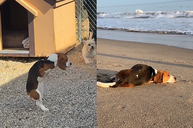 T-Rex foi resgatado com duas patas e vive cercado de amor no santuário de Tina Marie (Créditos: Reprodução). T-Rex foi resgatado com duas patas e vive cercado de amor no santuário de Tina Marie (Créditos: Reprodução).