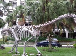 Crânio fossilizado de herrerassaurídeo com marcas de lesões cicatrizadas, evidência de confrontos entre os primeiros dinossauros predadores do Brasil. (Créditos: Reprodução)