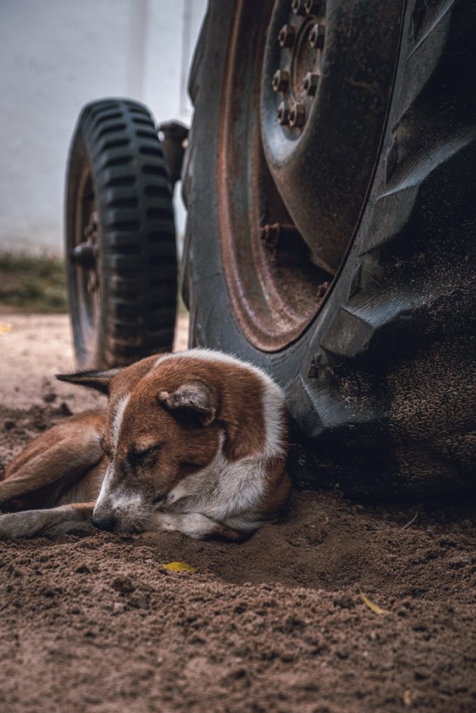 Cachorros vivem entre ruínas radioativas e já estão na 15ª geração após o acidente de 1986. (Créditos: Reprodução) Photo by Daniele Franchi Cachorros vivem entre ruínas radioativas e já estão na 15ª geração após o acidente de 1986. (Créditos: Reprodução) Photo by Daniele Franchi
