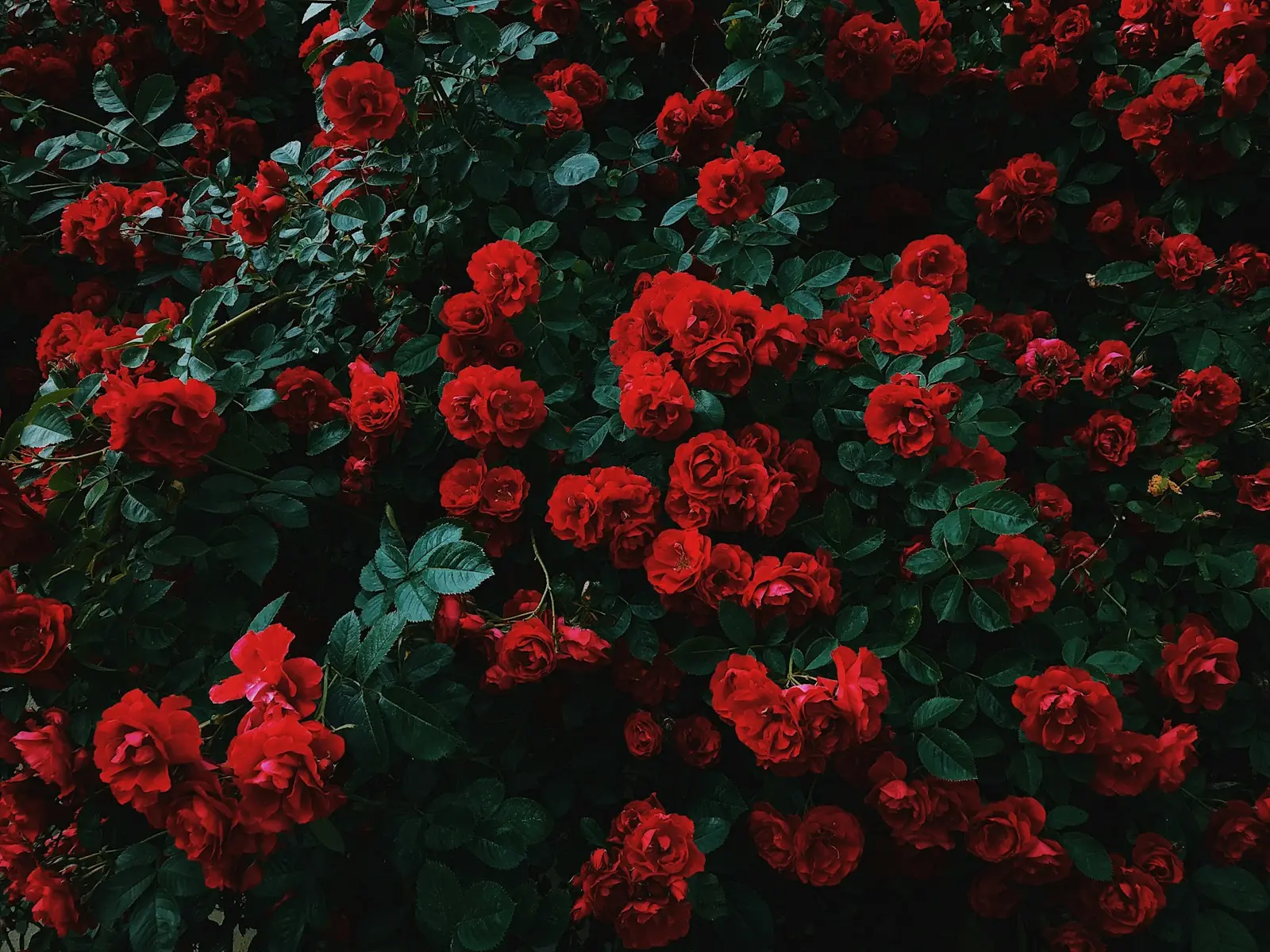 Relatos falam sobre aroma floral logo antes do falecimento. (Créditos: Unsplash / Nikita Tikhomirov)