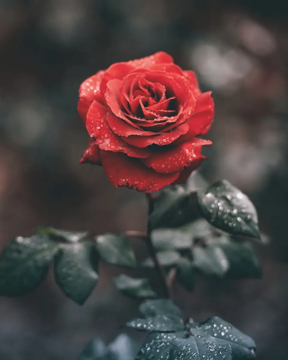 Pode o cérebro criar cheiros como forma de despedida? (Créditos: Unsplash / ameenfahmy)
