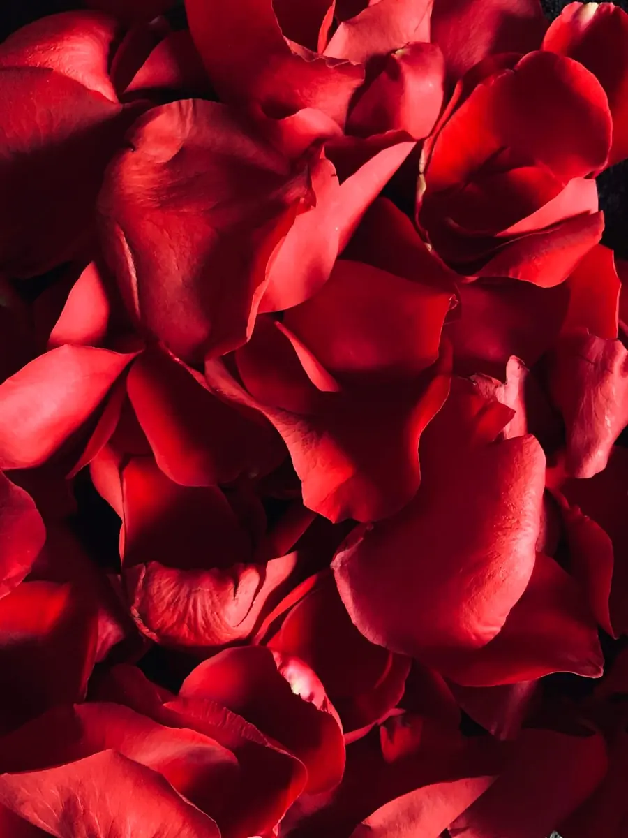 O que o cheiro de flores pode revelar sobre o momento da morte? (Créditos: Unsplash / René Porter)