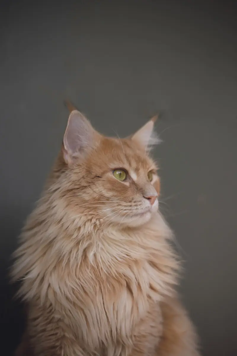 Convivência harmoniosa depende de respeito ao espaço do gato. (Créditos: Unsplash /Zoë Gayah Jonker)