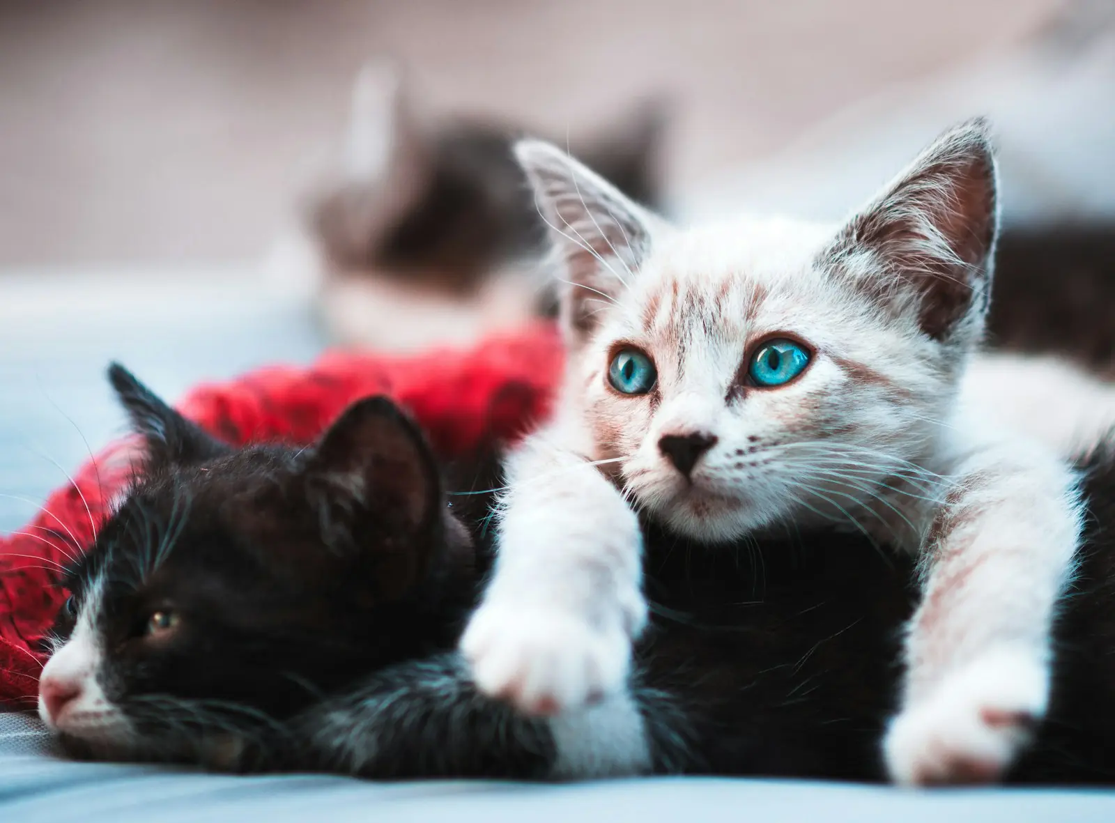 Gatos costumam preferir locais silenciosos para descansar. (Créditos: Unsplash / Raul Varzar)