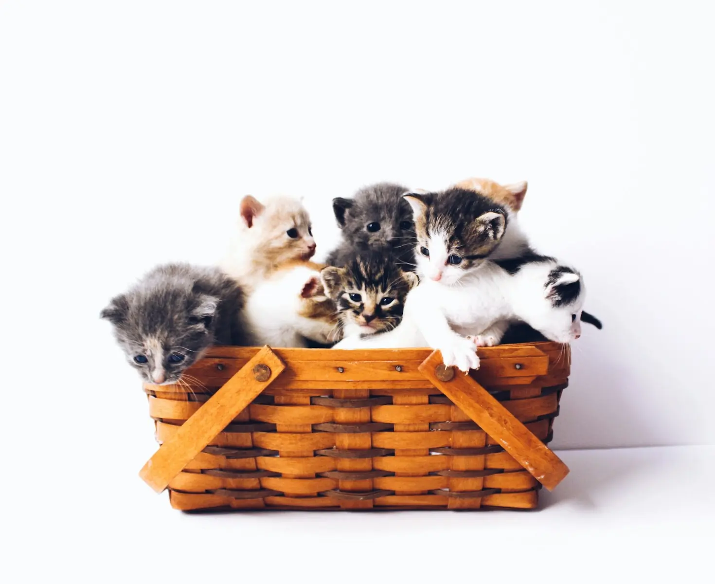 Atenção felina ao menor sinal de barulho. (Créditos: Unsplash / The Lucky Neko)
