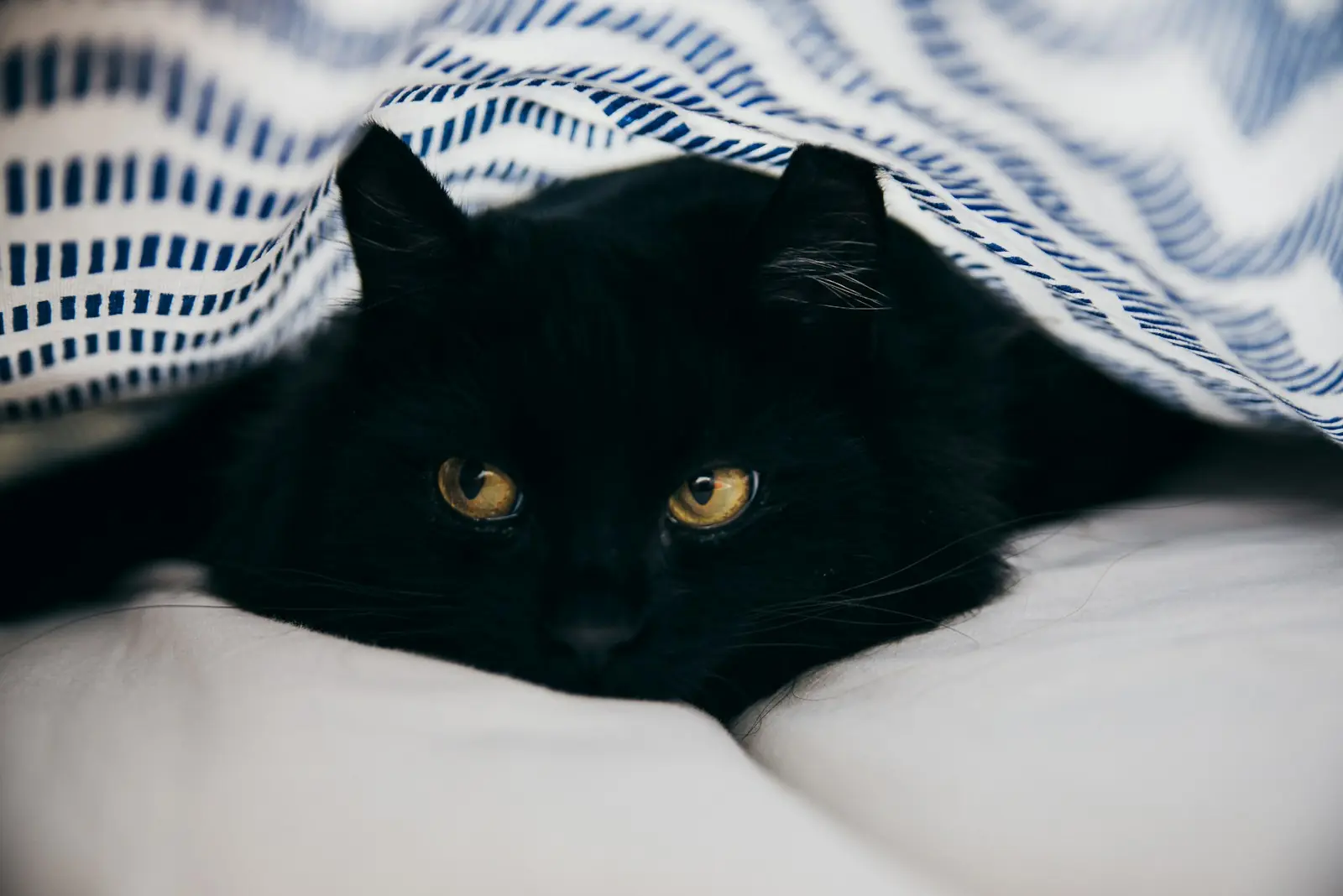 Adotar um gato preto é um ato de amor e conscientização (Créditos: Unsplash / Andreea Popa)