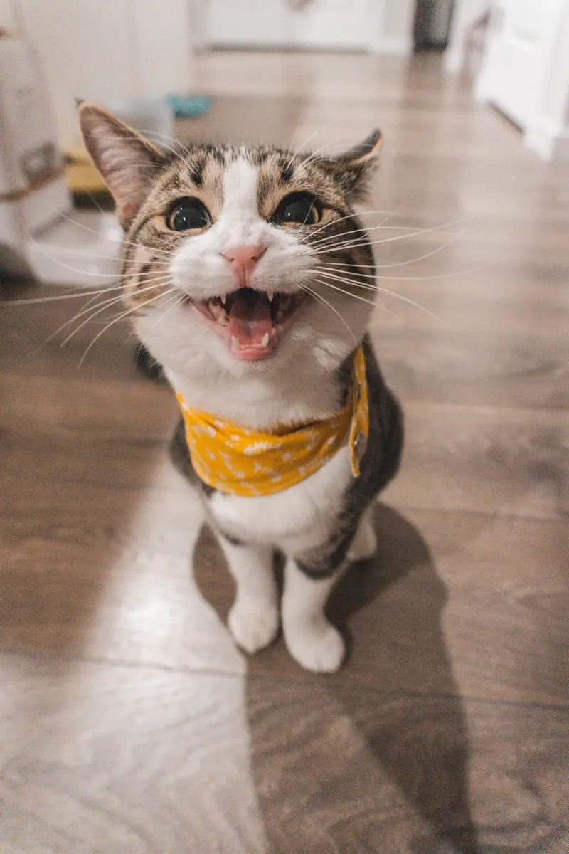 Comportamento curioso dos gatos no dia a dia. (Créditos: Unsplash / Jae Park)