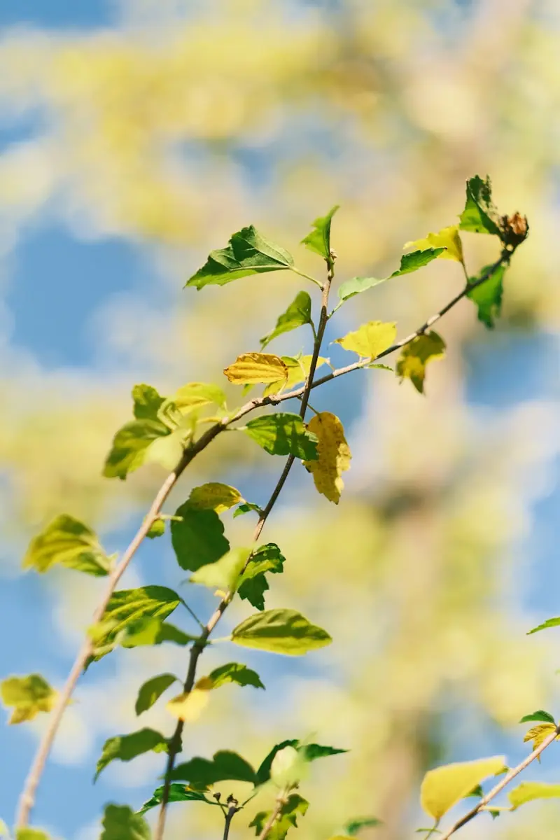 Dias ensolarados estão ligados ao aumento da serotonina, o hormônio da felicidade (Créditos: Unsplash / May Cloud)