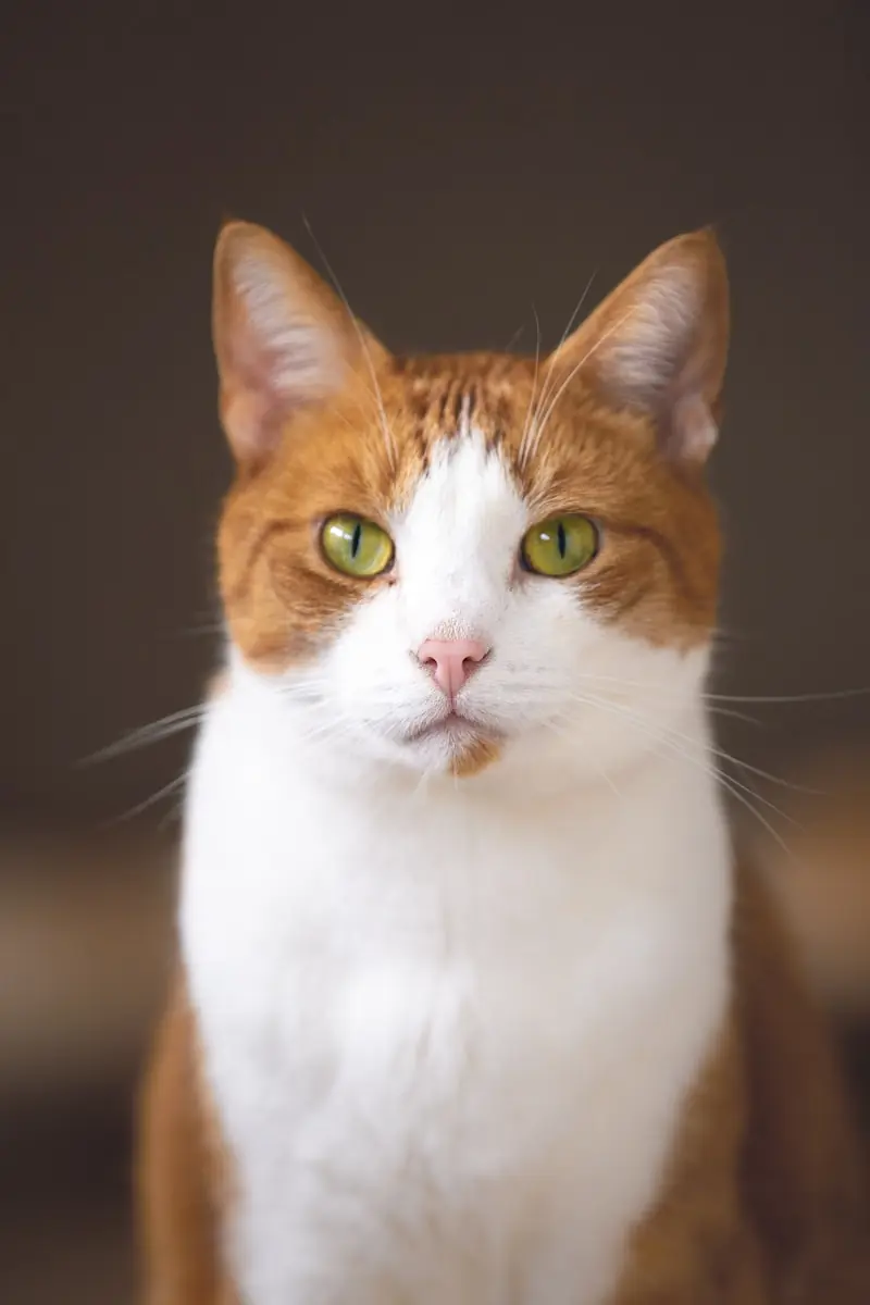 Gatos preferem momentos tranquilos perto do tutor. (Créditos: Unsplash / Zoë Gayah Jonker)
