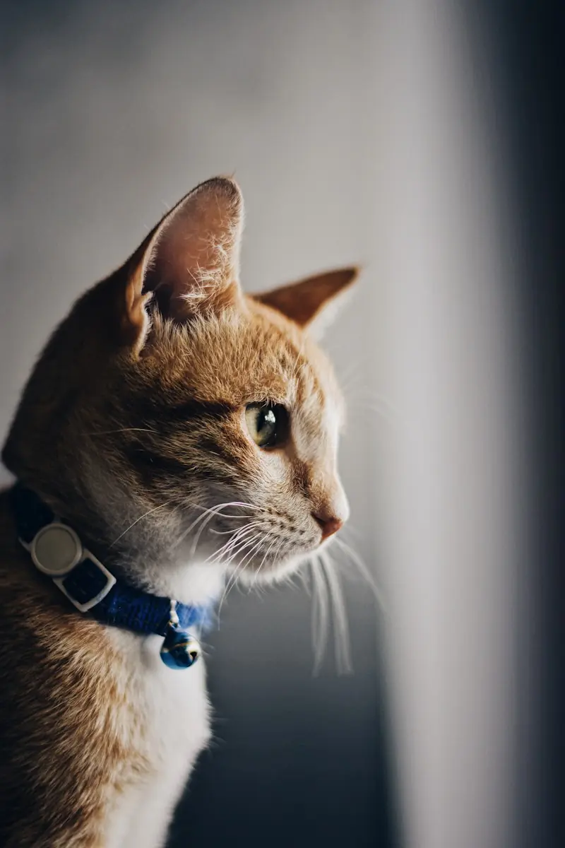 Felinos reagem a sons com rapidez e cautela. (Créditos: Unsplash / Alex Nicolopoulos)