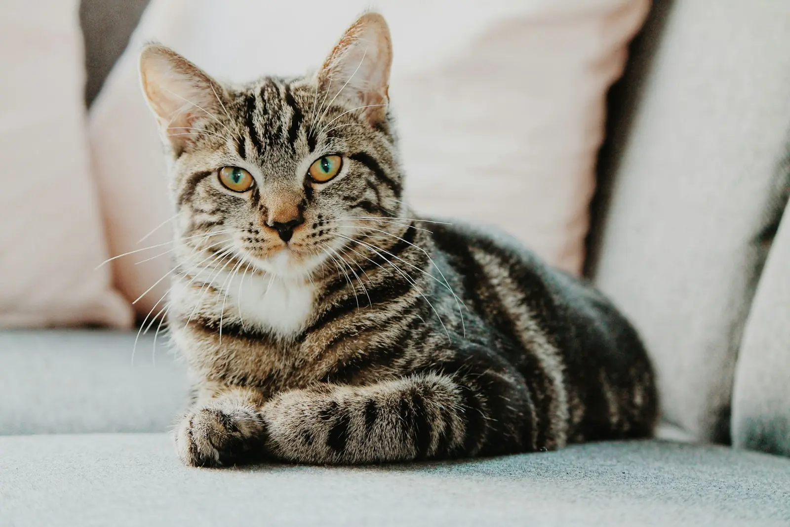 Gatos buscam equilíbrio entre curiosidade e segurança. (Créditos: Unsplash / Erik-Jan Leusink)