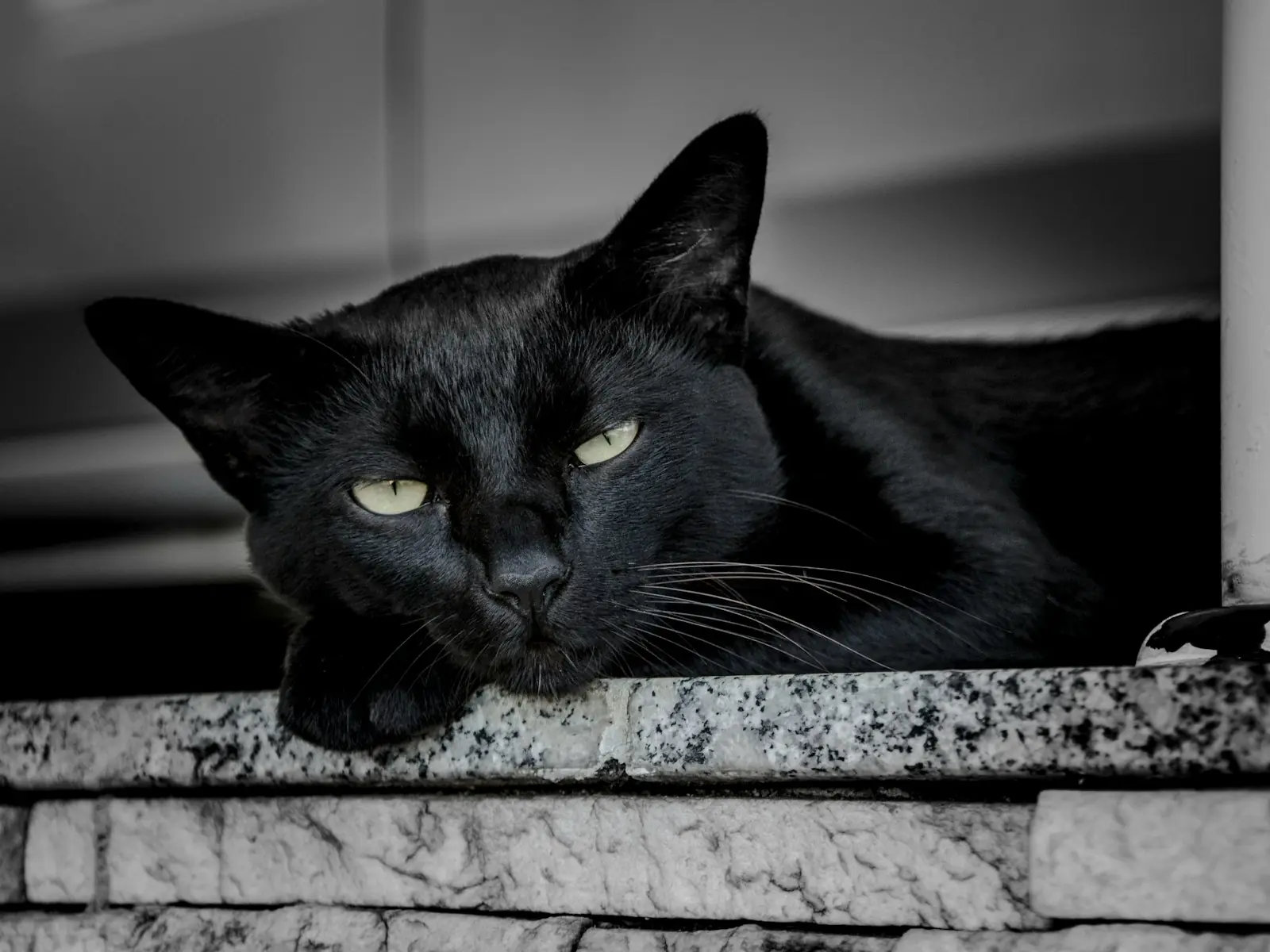 Em datas como o Halloween, o risco para gatos pretos aumenta (Créditos: Unsplash /Antonino Visalli