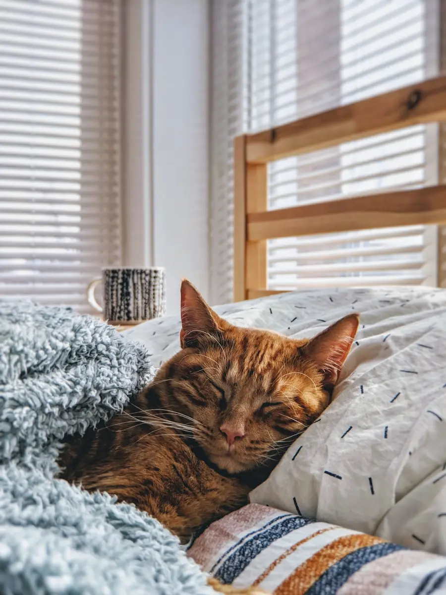Interação com o gato pode ser mais agradável em um ambiente calmo. (Créditos: Unsplash / PhilCreates)