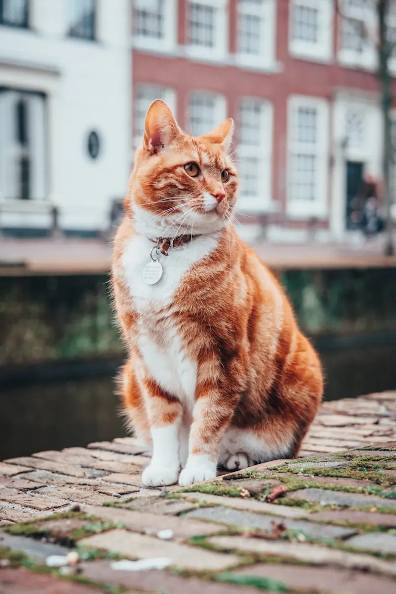 A audição aguçada influencia como o gato convive com pessoas. (Créditos: Unsplash / Lloyd Dirks)