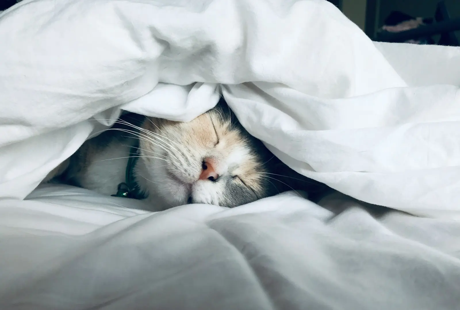 A tranquilidade é essencial para o bem-estar dos gatos. (Créditos: Unsplash /Kate Stone Matheson)