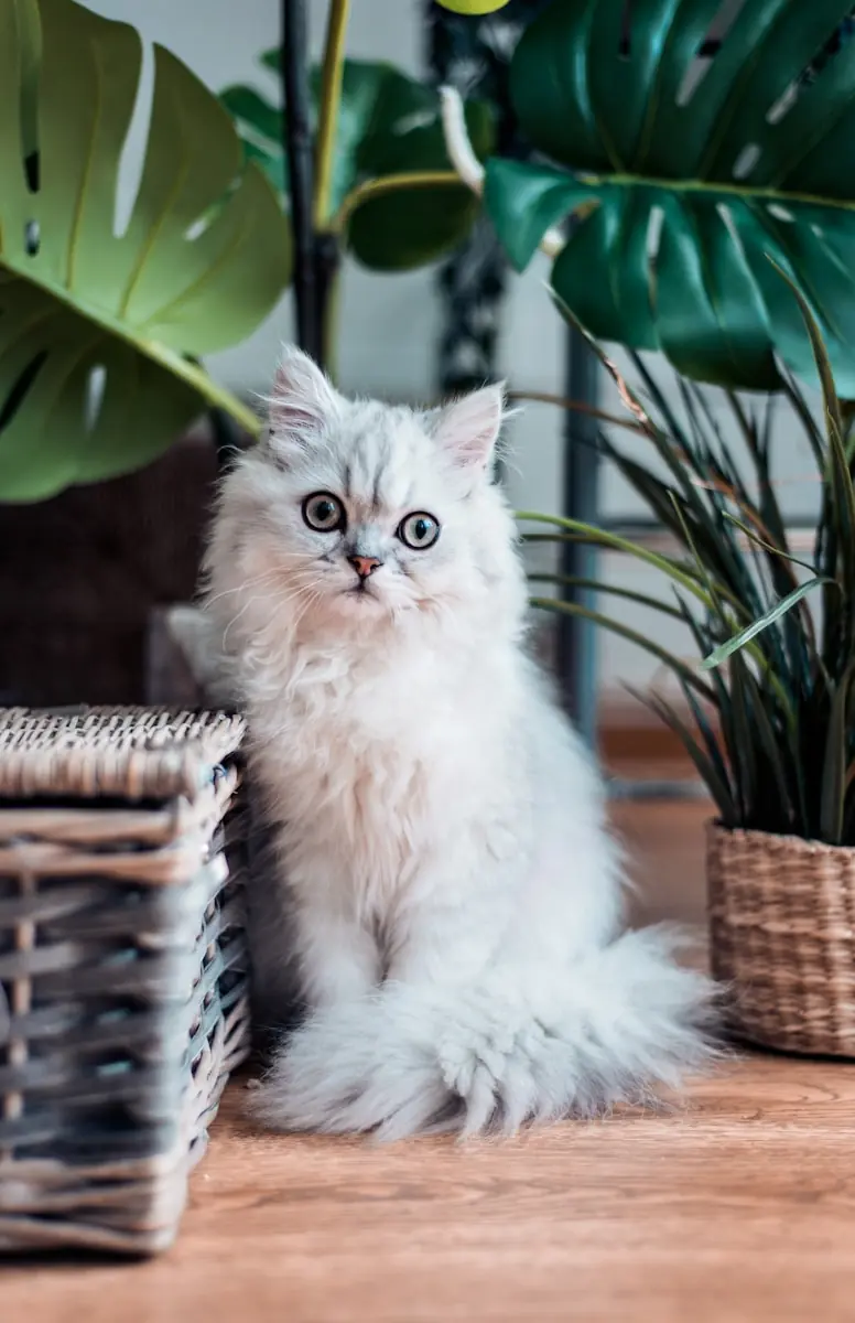 O instinto dos gatos os faz buscar proteção em ruídos intensos. (Créditos: Unsplash / Rana Sawalha)