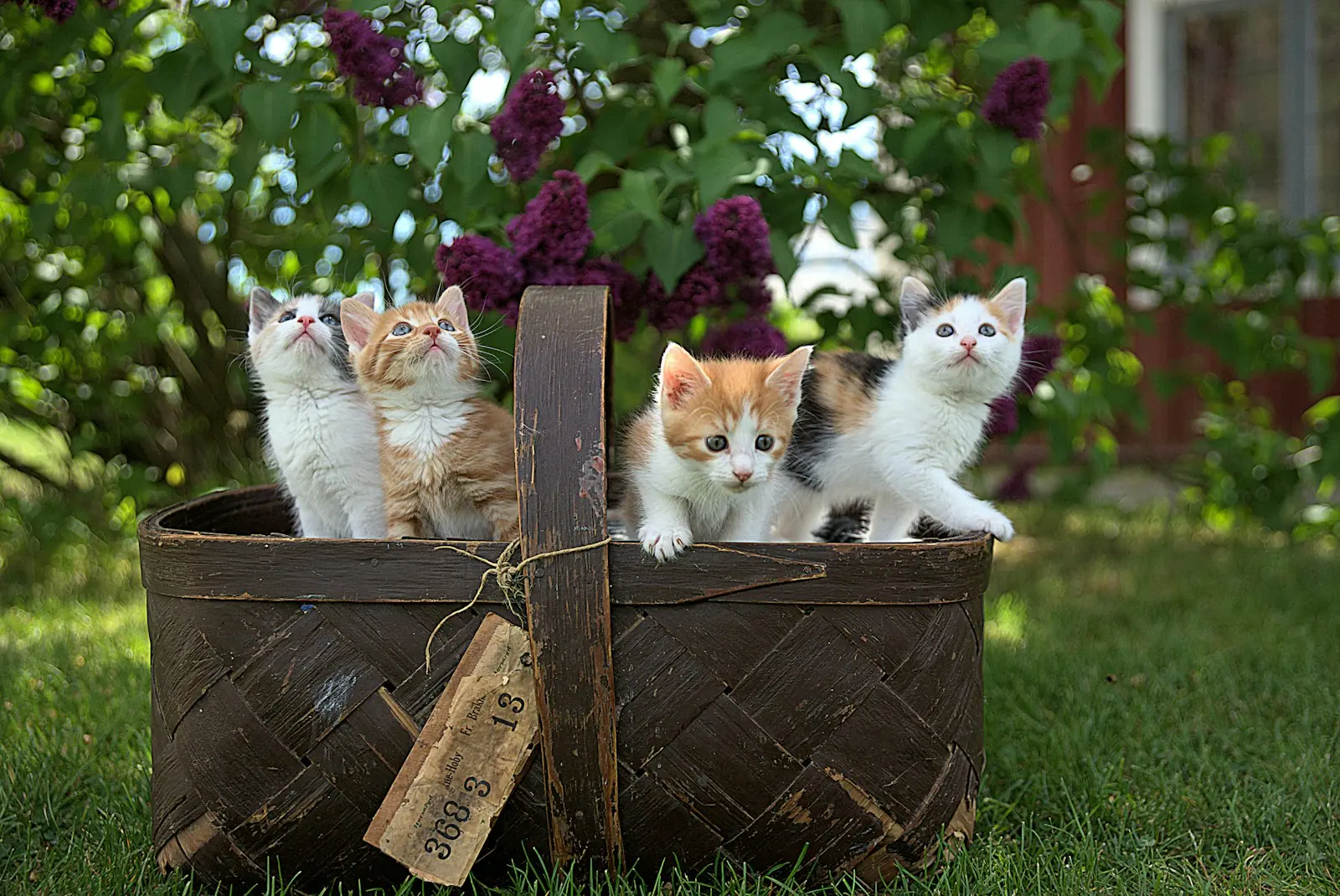A sensibilidade auditiva é uma característica marcante dos felinos. (Créditos: Unsplash / Jari Hytönen)