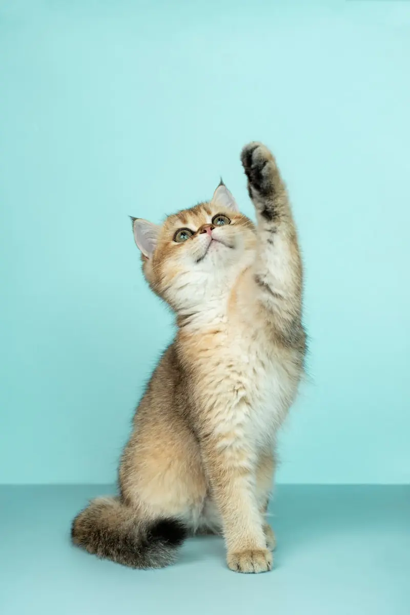 Felinos demonstram sensibilidade ao ambiente ao redor. (Créditos: Unsplash /Alvan Nee)