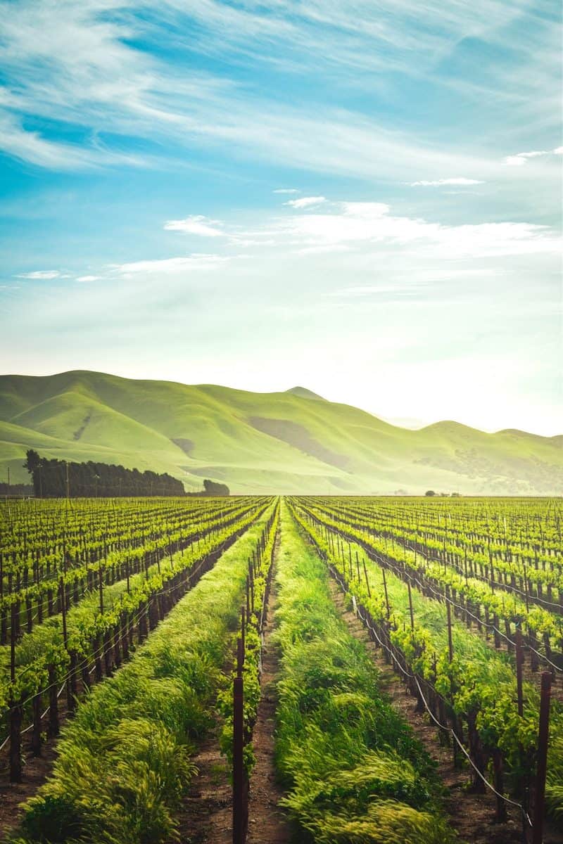 Rows of grapevines in a vineyard leading toward green rolling hills under a bright sky